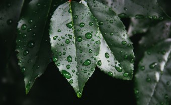 water on leaves