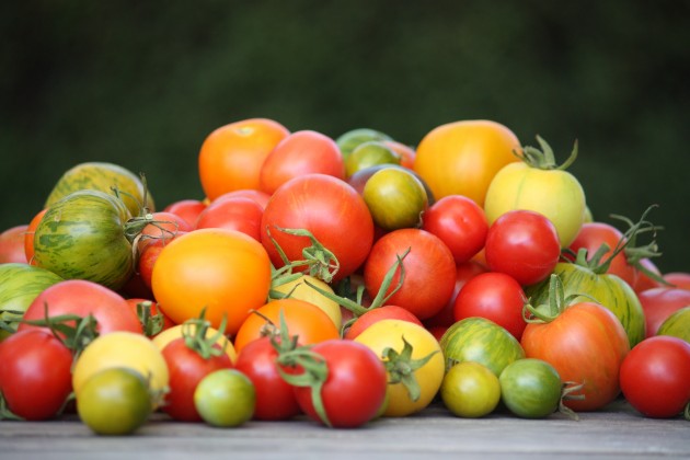 Heirloom Seedlings, Tomatoes, Pohlmans, Toowoomba