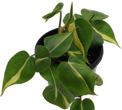 philodendron brasil photo