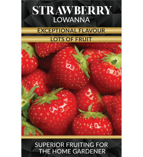 Premium Strawberries Image