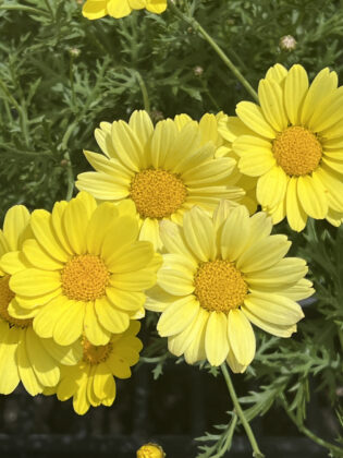 Argy Sunshine Yellow flower