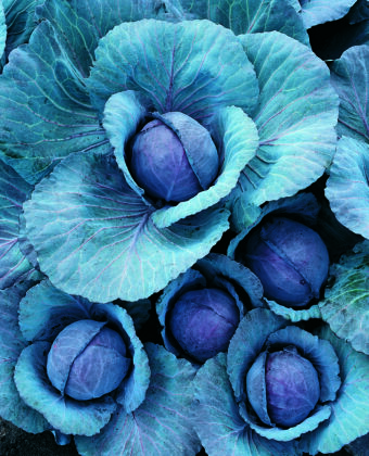 cabbage ruby photo