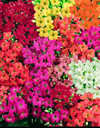 kalanchoe flowers