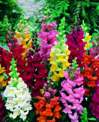 snapdragon mixed flowers