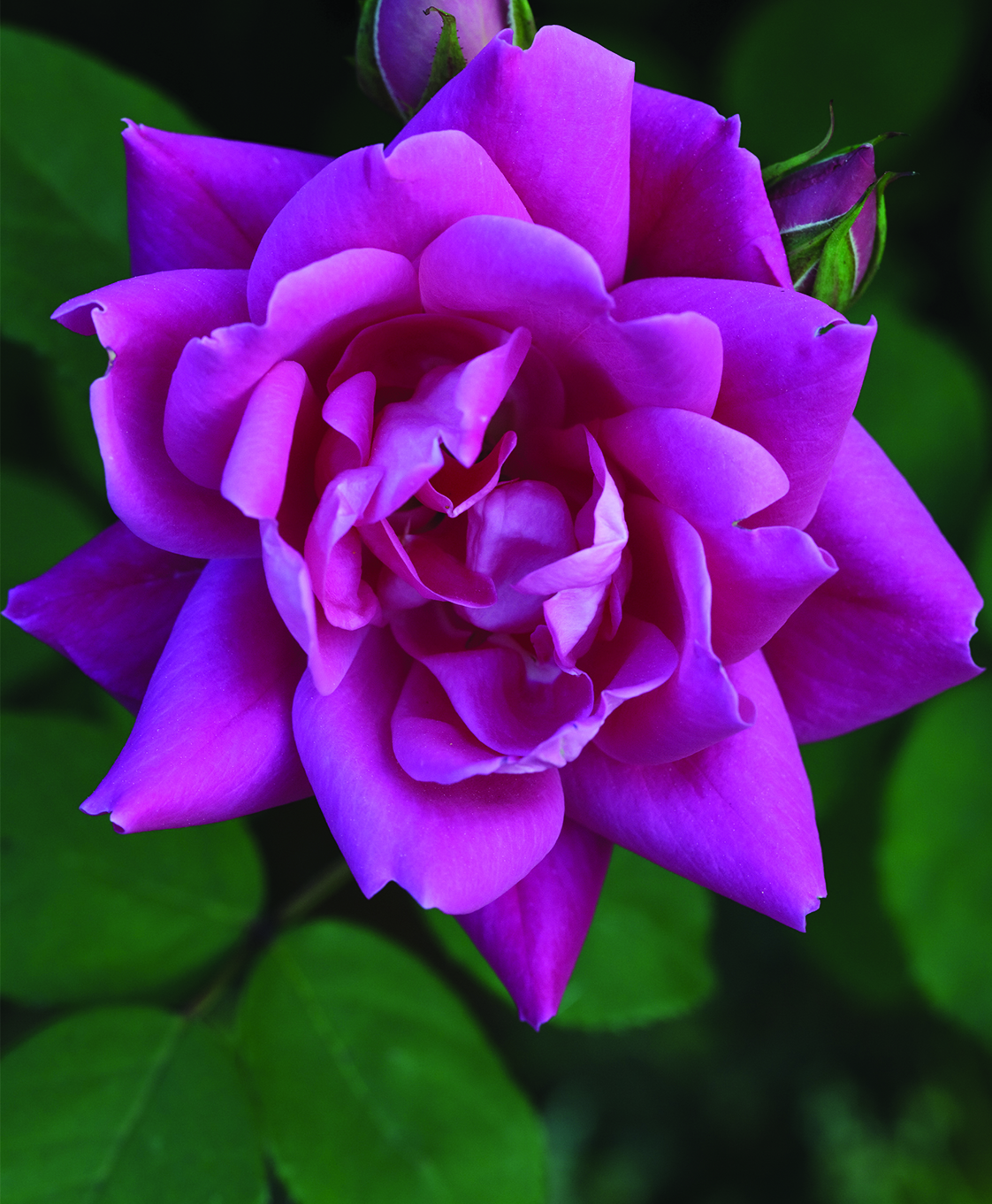 Knock Out Rose Double Pink - Pohlmans The Plant People - Phone 07 5462 0477
